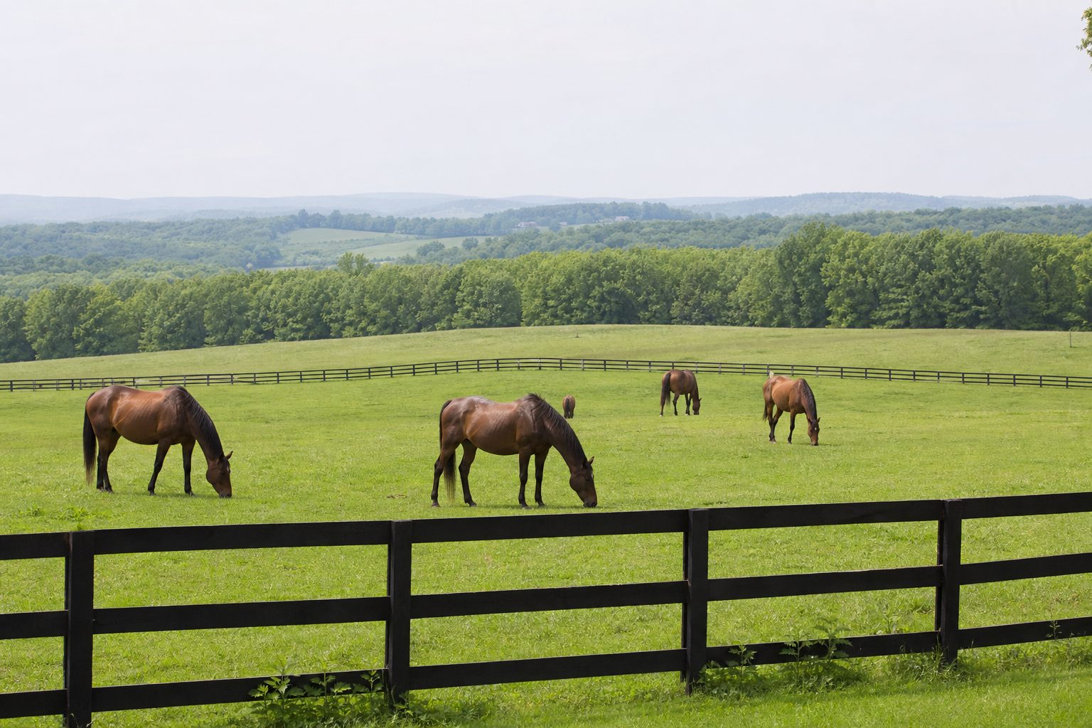 Small herd of horses grazing in a bright pasture behind post and rail fencing
