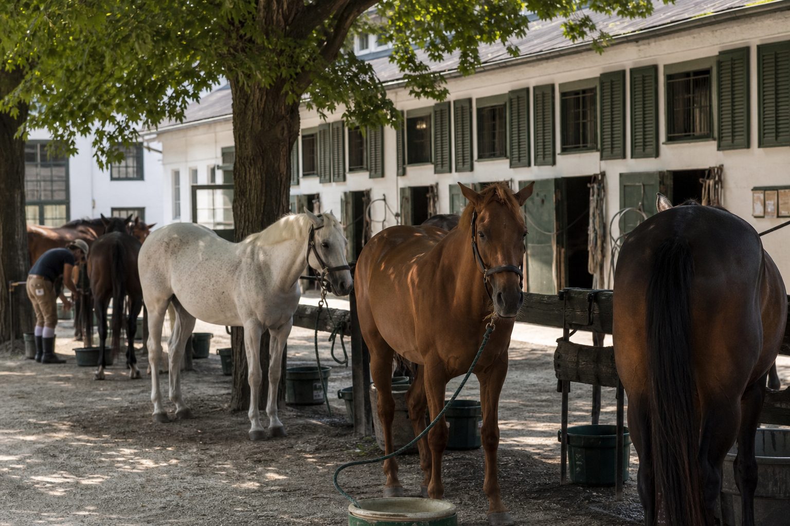 Horses tied in shade at a bright barn courtyard on a summer morning